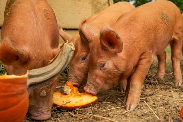 A new litter of rare breed Tamworth piglets enjoy some pumpkin at Odds Farm Park.