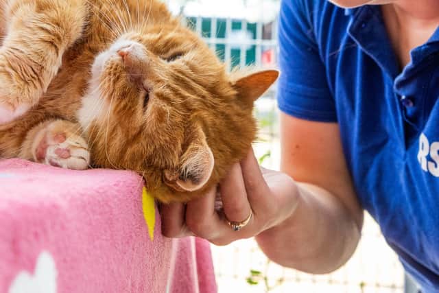 RSPCA Adoptober