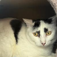 Cat crisis in Bucks as RSPCA say they are the number one neglected pet in county