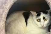 Ivy at RSPCA Blackberry who is looking for a home.