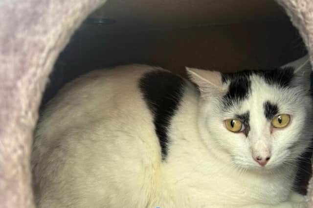 Ivy at RSPCA Blackberry who is looking for a home.