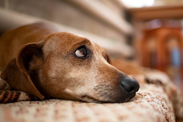 Subdued responses can also include pacing and restlessness, panting, quietly leaving a room, choosing an unusual place to lie in, refusing food, and seeking attention