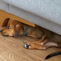Beaconsfield vet reveals what really happens to your dog when a firework goes BANG