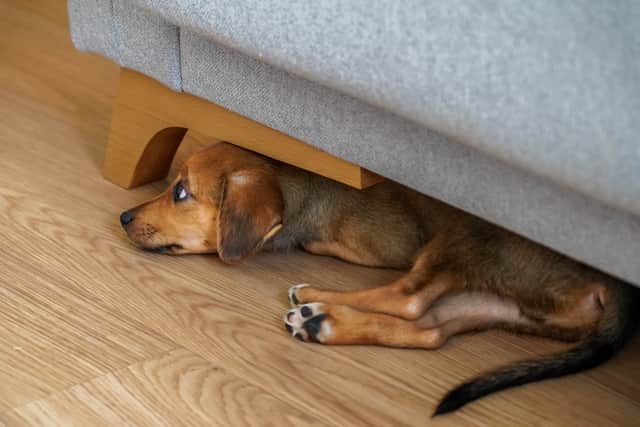 Dogs can detect sounds from approximately four times further away than humans
