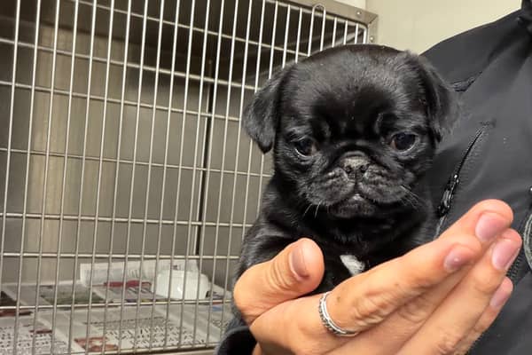 Puppy rescued by The charity 