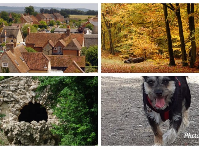 Best dogs walks