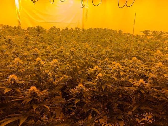 Some of the drugs seized