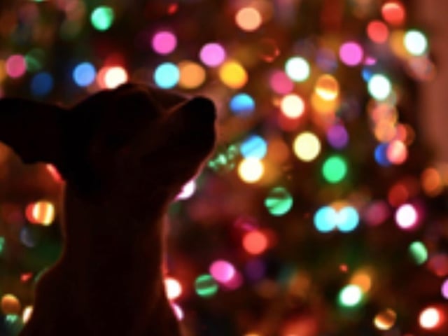 Aylesbury Residents Warned To Protect Their Pets From