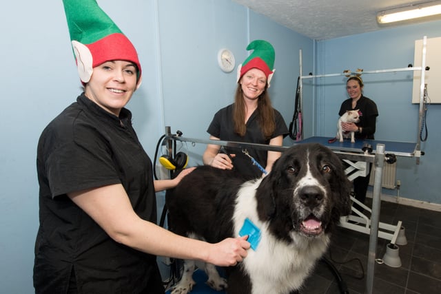 Charity day at Lawn Farm in Grendon Underwood, Pictured - Woof & Go Dog Grooming owner Becky Shute and groomer Donna Pelling with Bertie a Bucovina Shepherd, and at back is Sarah Shute with Karlos the Chicuahua PNL-190212-221146009
