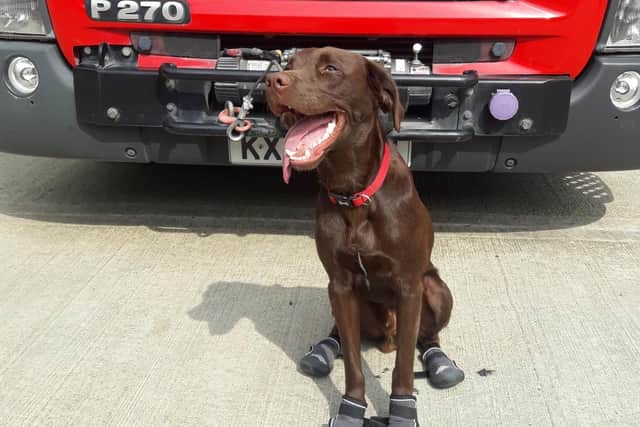 Rescue dog Huw complete with his special shoes to protect his feet from heat and sharp objects