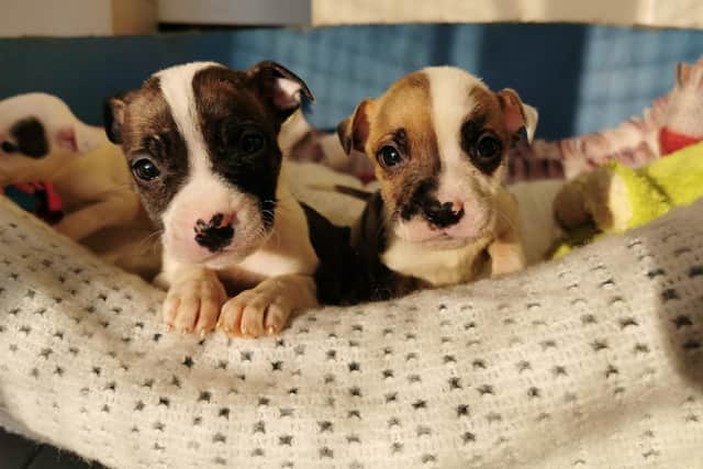 Staffordshire Bull Terrier pups who are currently being cared for at an RSPCA centre
