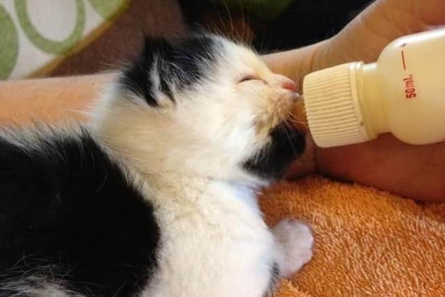 Kitten Dave who is happy now but suffered a life-threatening disease due to not being vaccinated