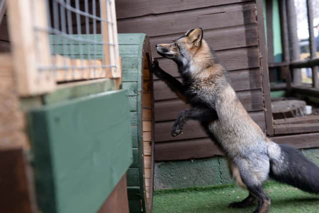 Barnaby checking out his new enclosure