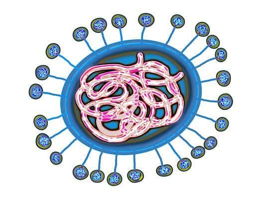The coronavirus under a microscope