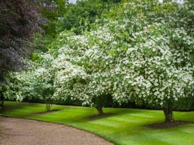 Cornus kousa in flower at Ascott, Buckinghamshire