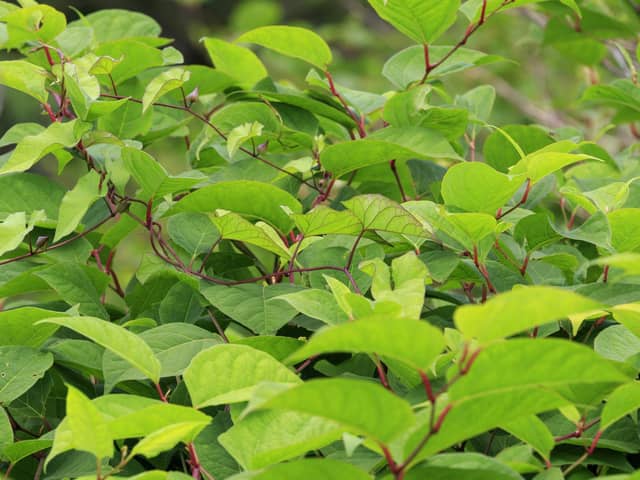 Scientists at the University of Leeds have discovered a possible breakthrough in controlling Japanese knotweed