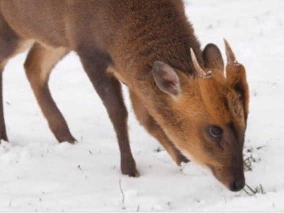 File photo, a muntjac deer