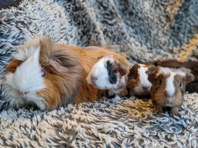 One of the biggest issues the charity deals with regarding guinea pigs is multi-animal households where breeding has become out of control