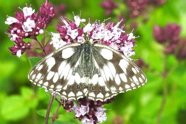 Taken by David Tuckett