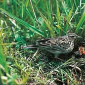 HS2 say they are using technology to protect wildlife following previous criticism