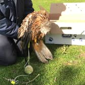 A bird trapped in a tennis swing ball