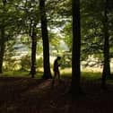 Jones Hill Woods