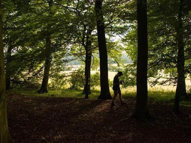 Jones Hill Woods