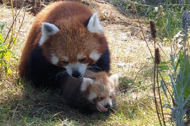 Pictures captured by Zookeepers show the red panda cub nestled exploring the outdoors with mum (C) ZSL Whipsnade Zoo