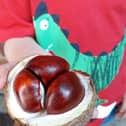 Joshua was delighted to discover three large conkers inside the horse chestnut pod