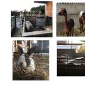 Firefighters rescued animals after a fire broke out at Mead Open Farm (C) Bedfordshire Fire and Rescue