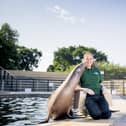 Zookeeper Alex Pinnell with sea lions at Whipsnade Zoo (C) ZSL Will Amlot