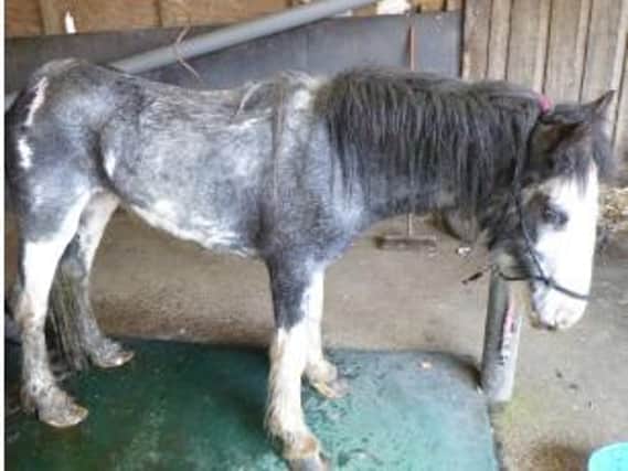 A neglected horse rescued in Buckinghamshire