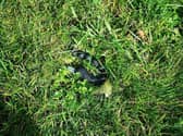 An unusual type of littering