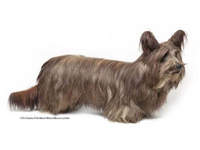 Wolverley Chummie from the Natural History Museum in Tring (C) Trustees of the Natural History Museum, London