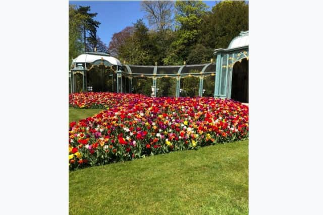 Tulips outside the aviary