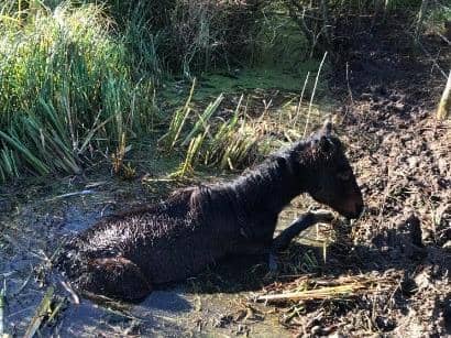 A young pony is recovering in the care of the RSPCA