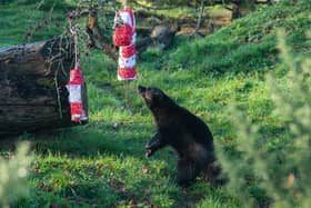 Wolverine at ZSL Whipsnade Zoo tears into Christmas treat (C) ZSL