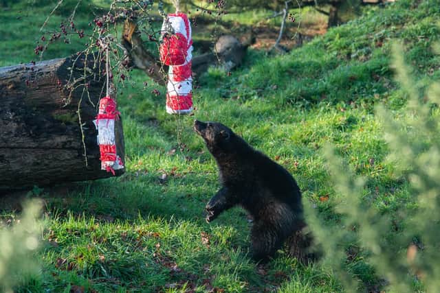 Wolverine at ZSL Whipsnade Zoo tears into Christmas treat (C) ZSL