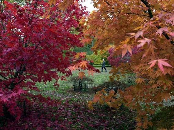 Friends of the Earth is calling on the Government to mark National Tree Week this week by setting ambitious tree growing targets.