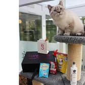 Feline festivities at Tring's luxury cat hotel