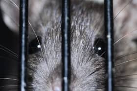 A rat