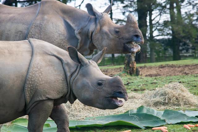 The zoo produced a spread of the rhinos’ favourite Christmas vegetables, presented on a plate of banana leaves (C) ZSL