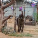 Love is in the air at ZSL Whipsnade Zoo this week, as keepers treated the Asian elephants to a Valentine’s surprise (C) ZSL