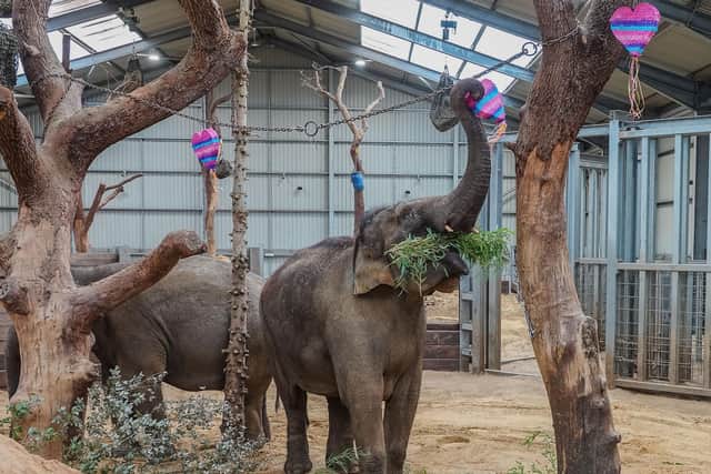 Love is in the air at ZSL Whipsnade Zoo this week, as keepers treated the Asian elephants to a Valentine’s surprise (C) ZSL