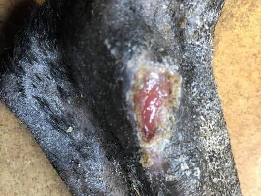 Please stay vigilant for the signs of Alabama Rot