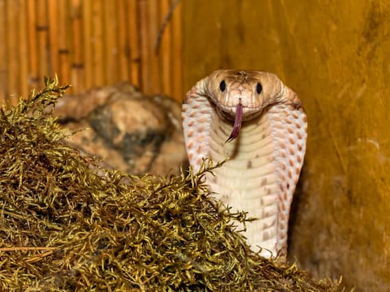 Could this cobra be your next door neighbour?