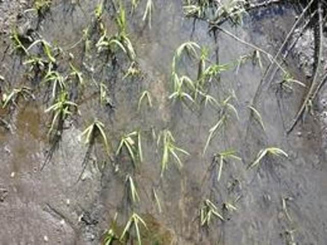 Sewage in the waterways