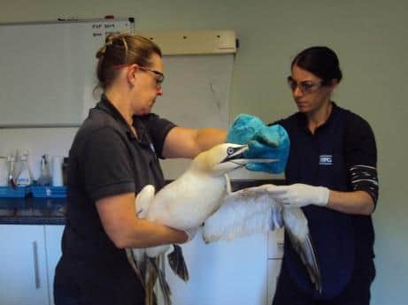 A gannet entangled in plastic