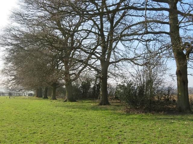 Leather Lane's Oak Trees