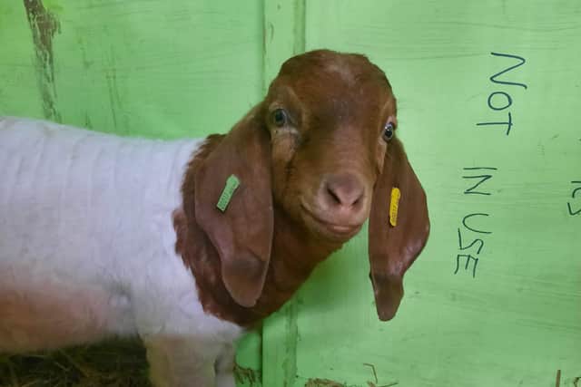 Imbuzi the goat